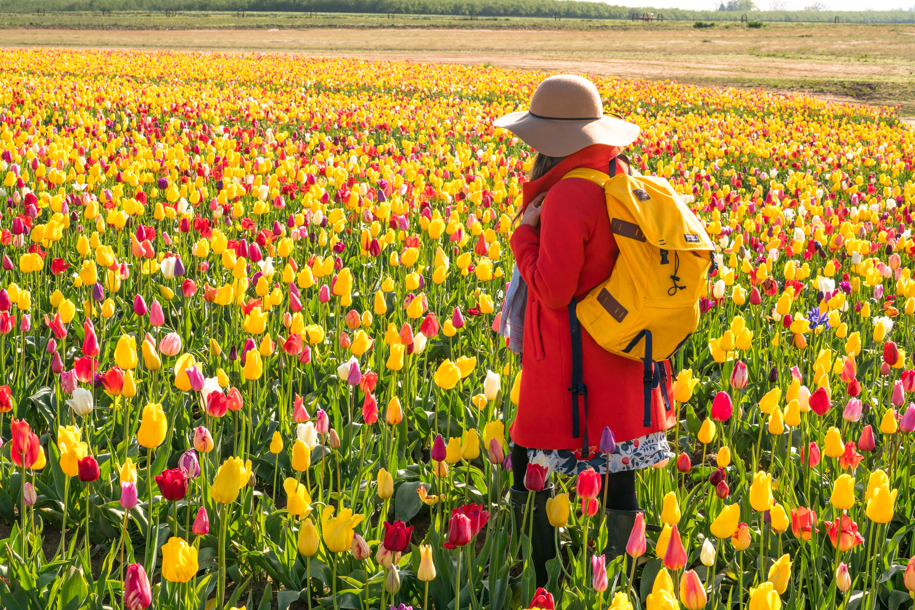 sea of tulips at Wooden Shoe Tulip Festival