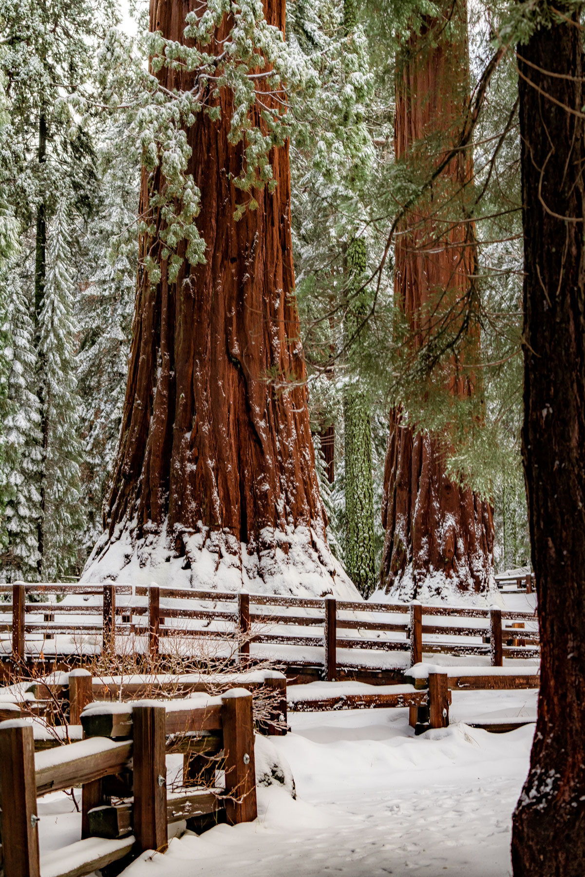 general sherman tree in Sequoia National Park in Winter