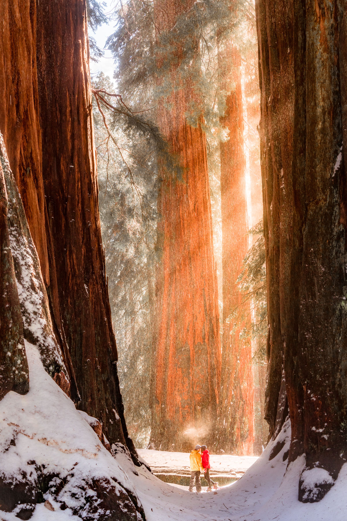 Sequoia National Park in winter