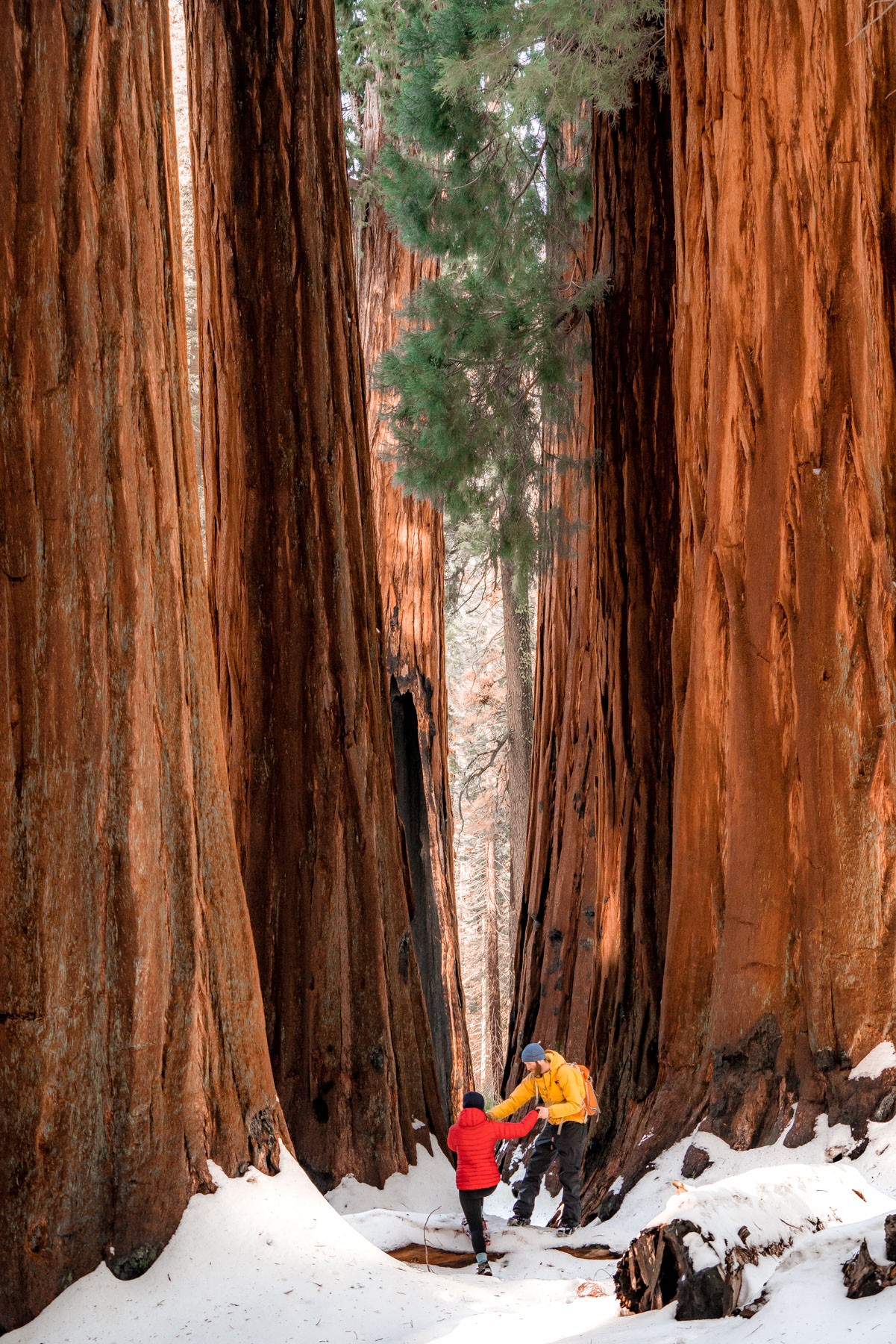 20+ Helpful Things to Know Before Visiting Sequoia National Park in Winter