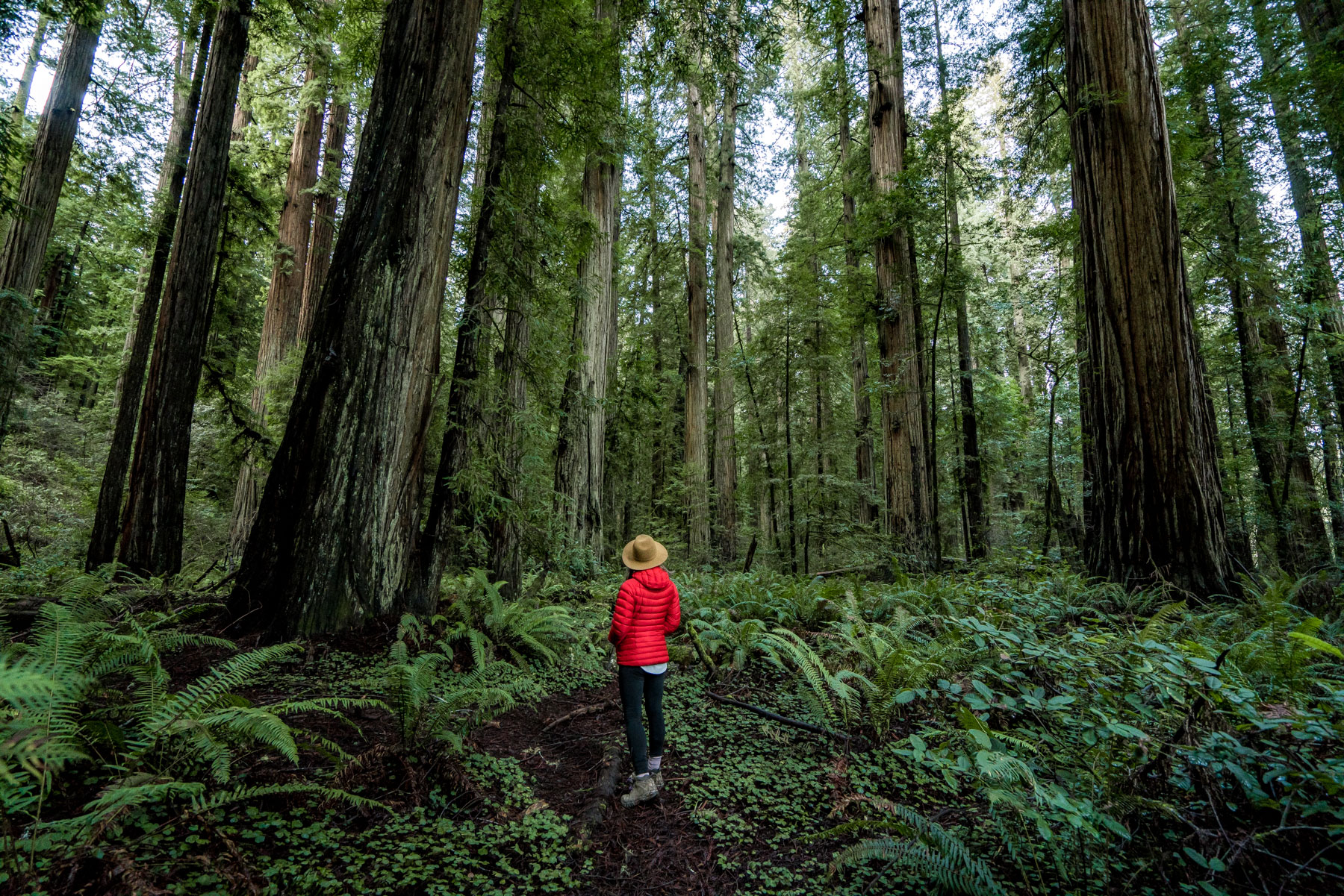 Redwood National Park trees
