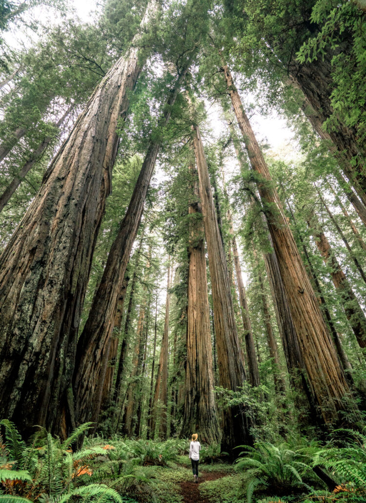9+ EPIC Hikes in Redwood National Park (+Video)