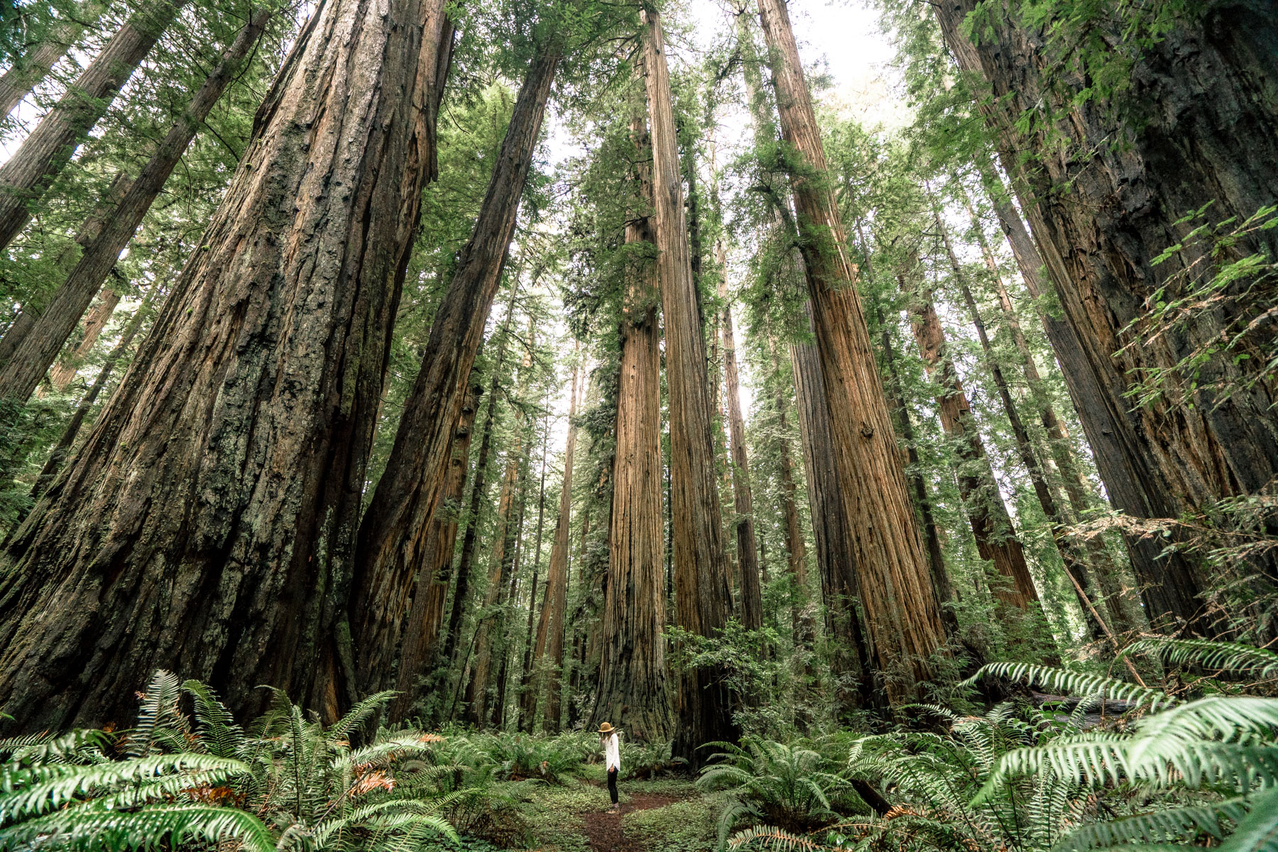 best hikes in Redwood National Park