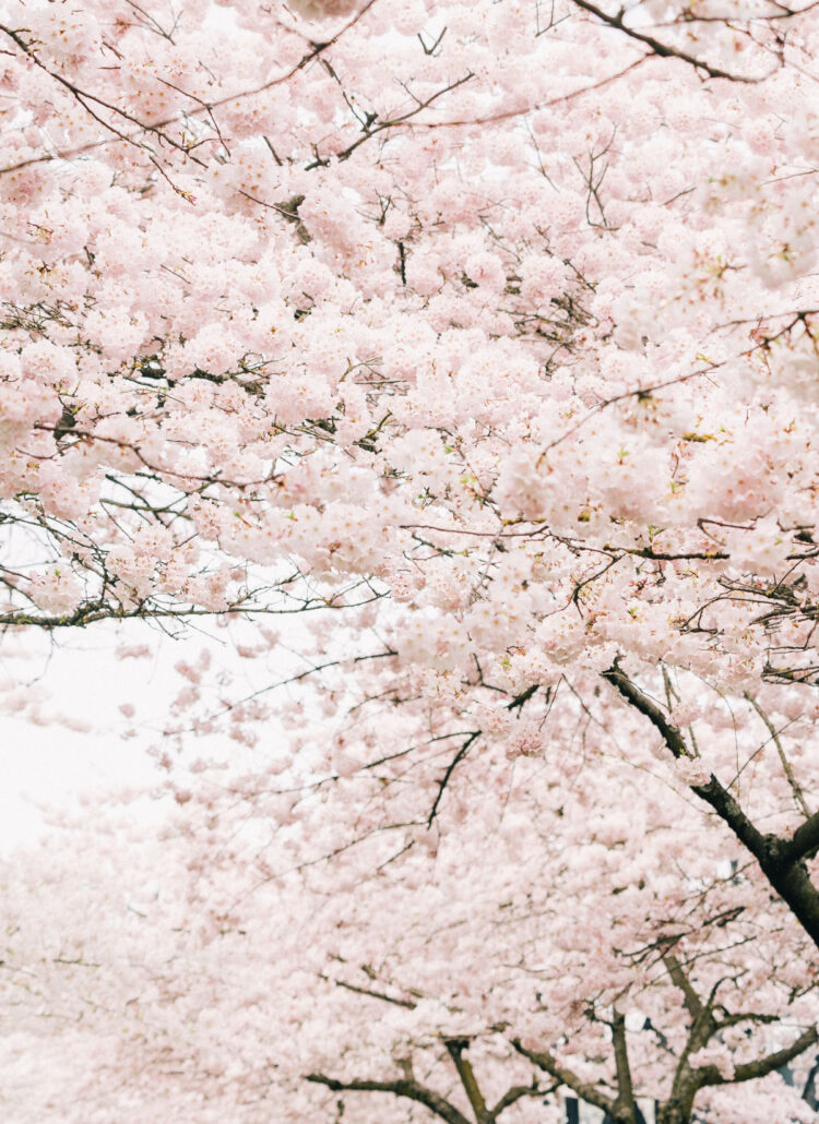 cherry blossoms in portland