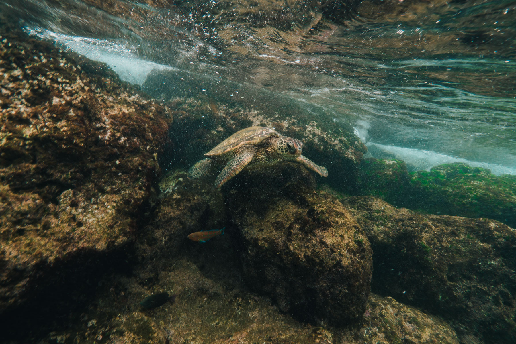 snorkeling with sea turtles on Maui