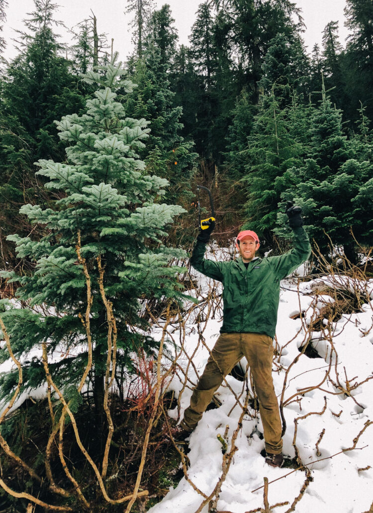 getting Christmas tree from Mt. Hood national forest