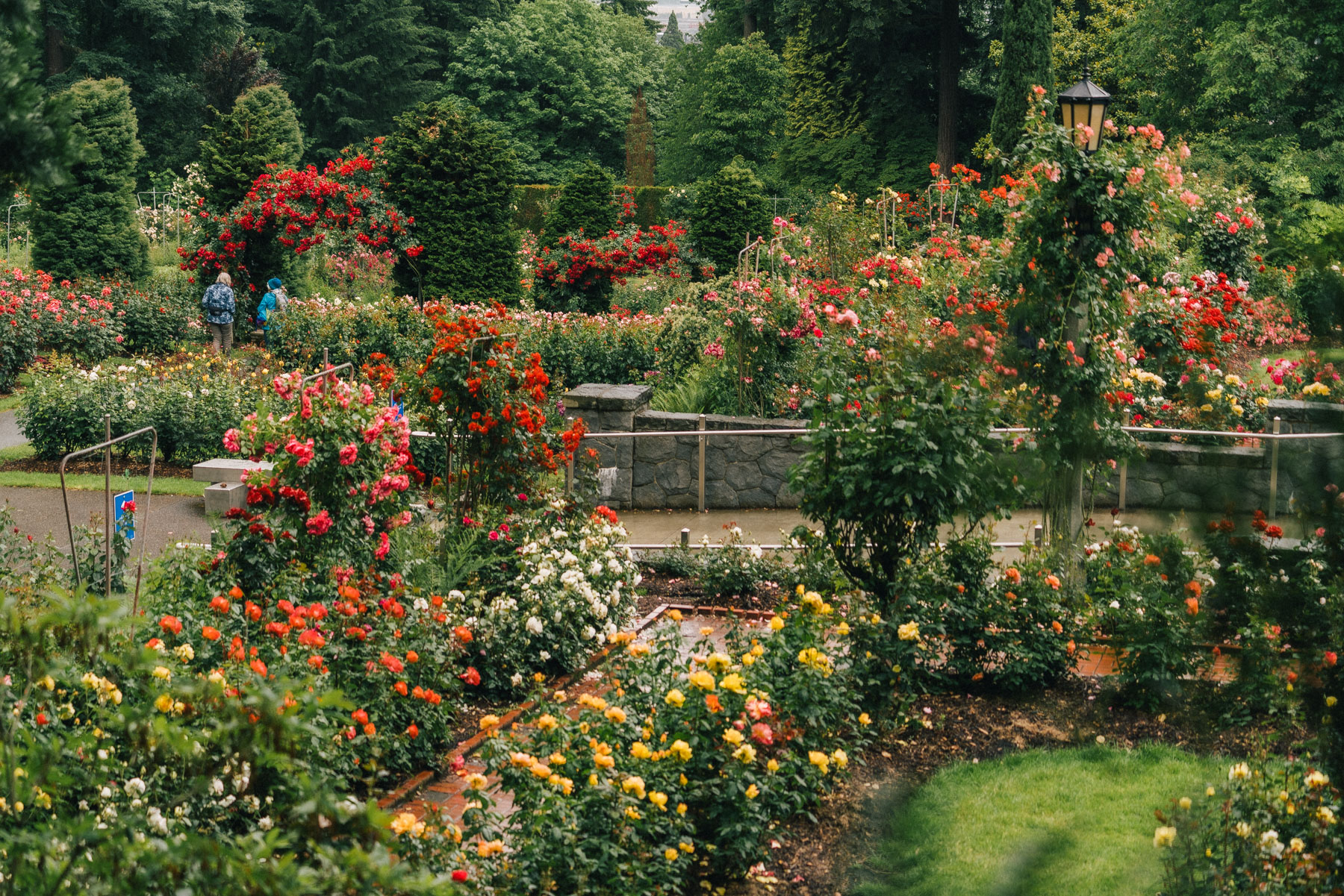 Rose garden in Portland