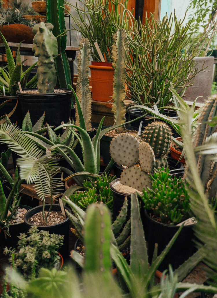 5 CHARMING Portland Plant Shops (For the Insatiable Green Thumb)