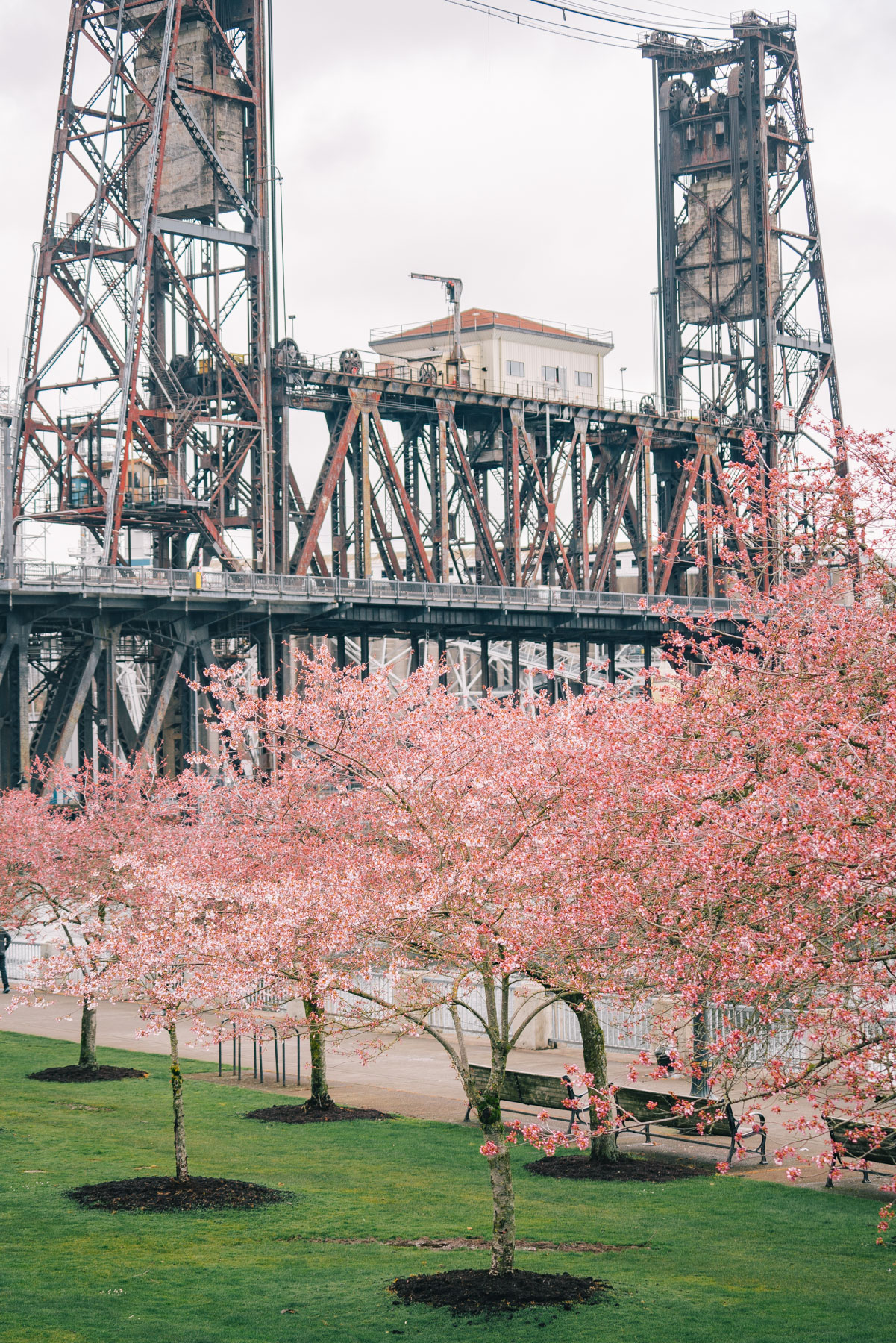 cherry blossoms portland