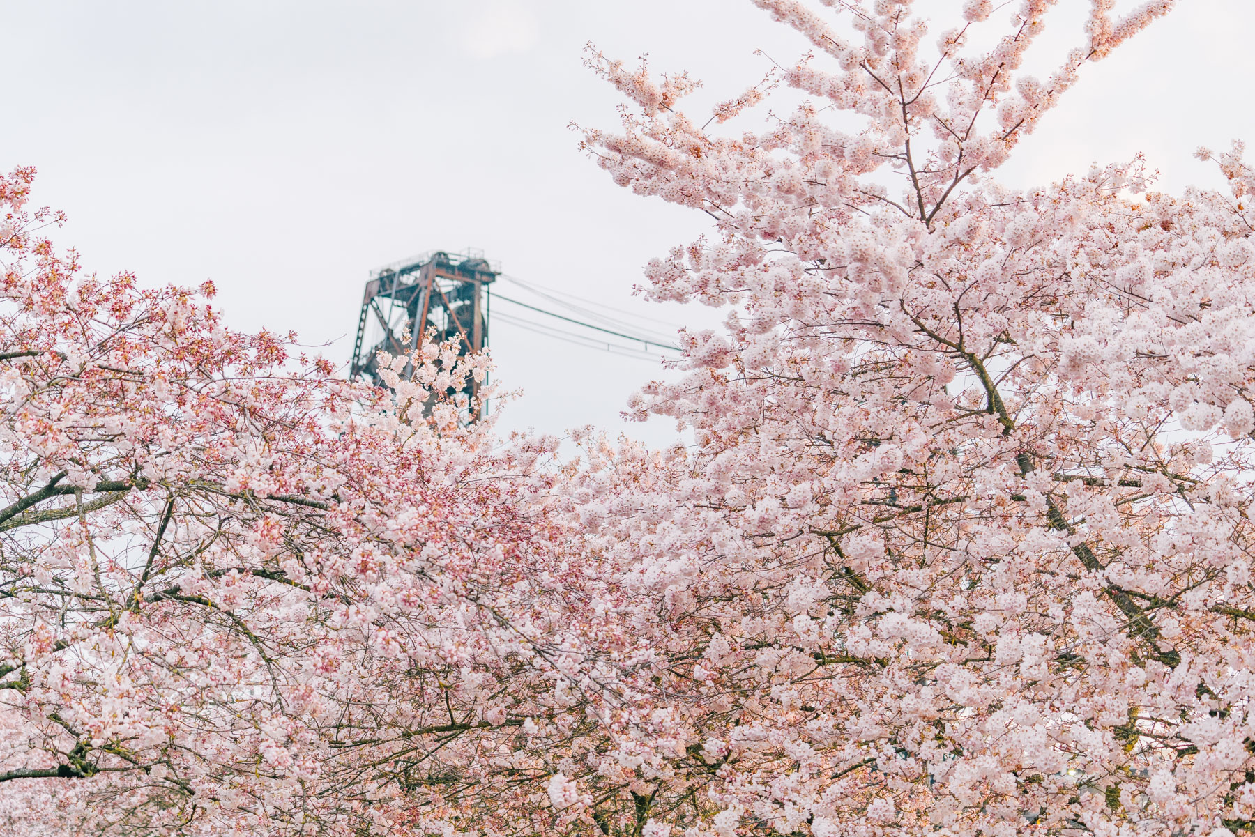 portland cherry blossoms