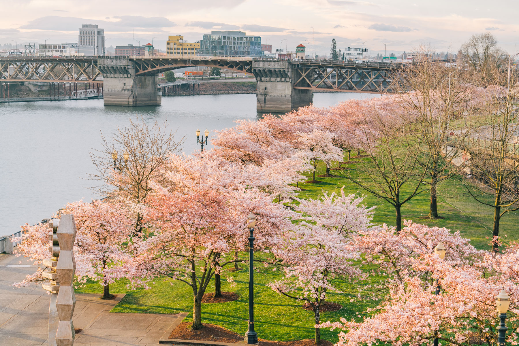 Where to see cherry blossoms Portland  Portland waterfront cherry blossoms