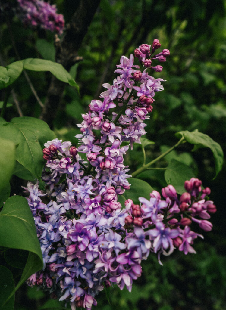 Duniway Park Lilac Garden