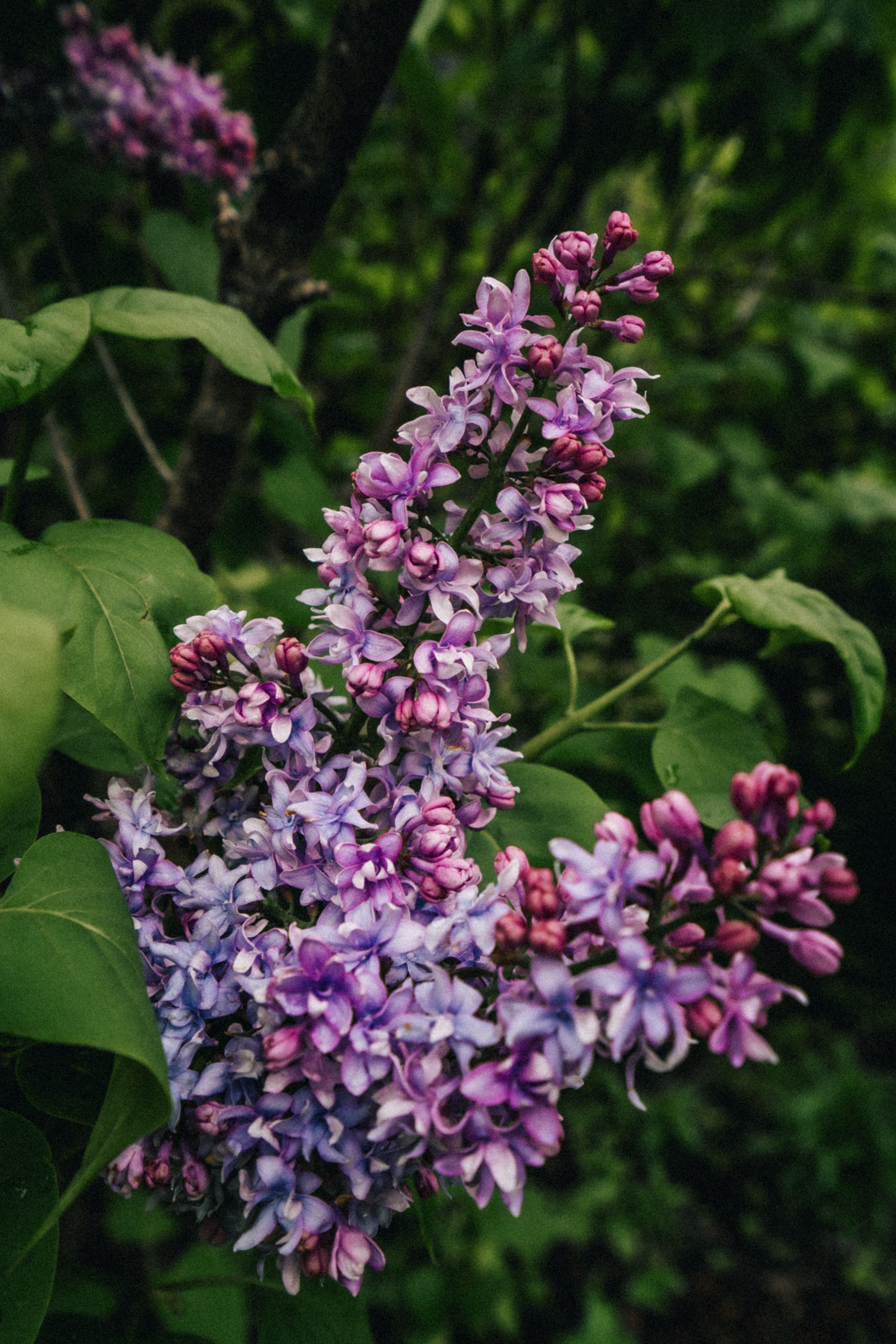 Lilac Garden in Portland Duniway Park
Best Flower Fields Near Portland, Oregon