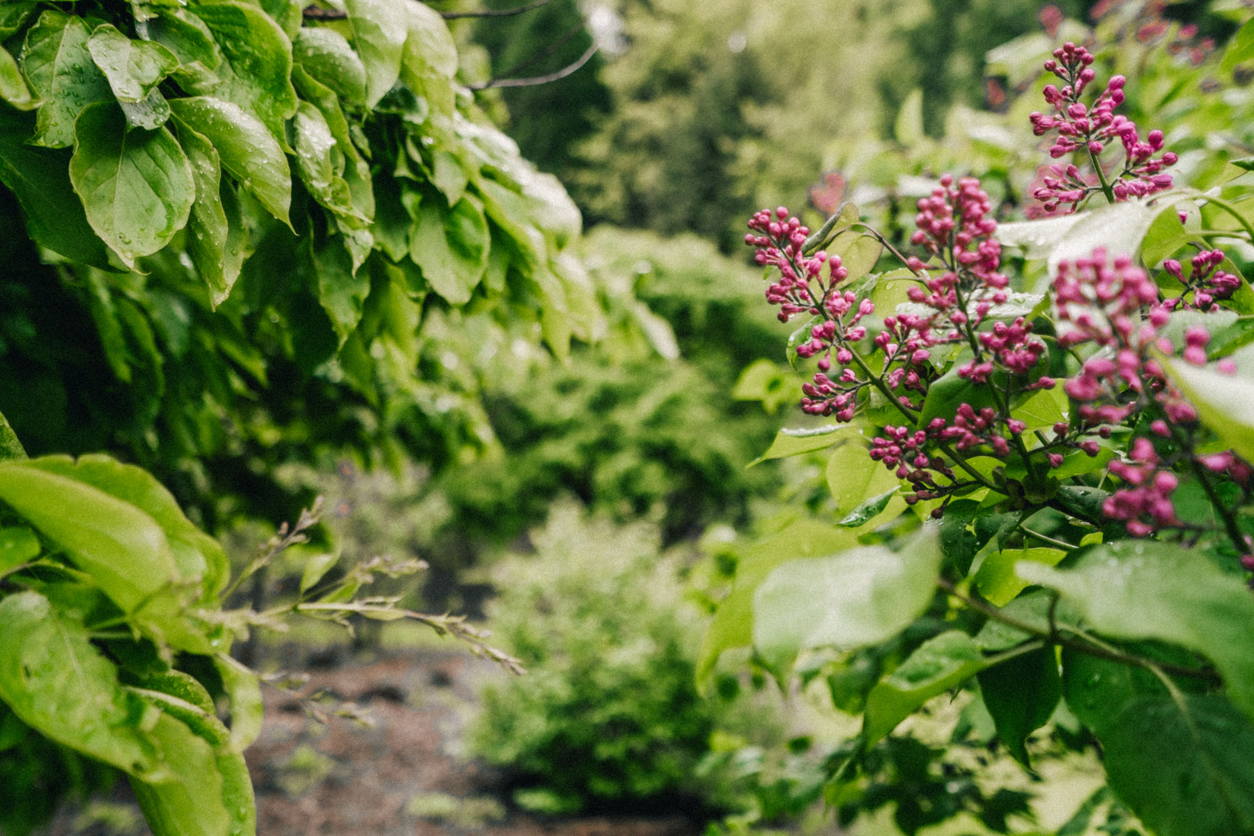 Lilac Garden in Portland Duniway Park