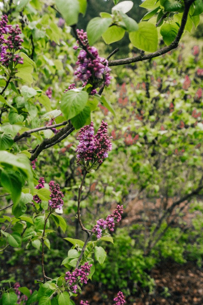 Lilac Garden in Portland Duniway Park