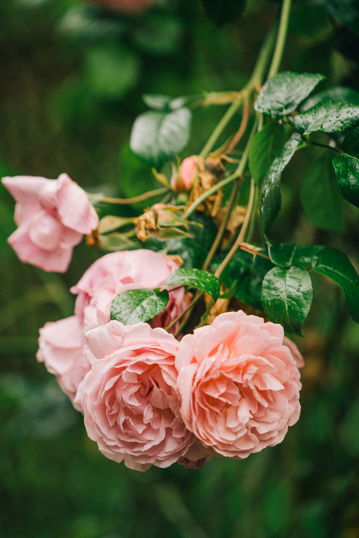 where to find roses in Portland Oregon