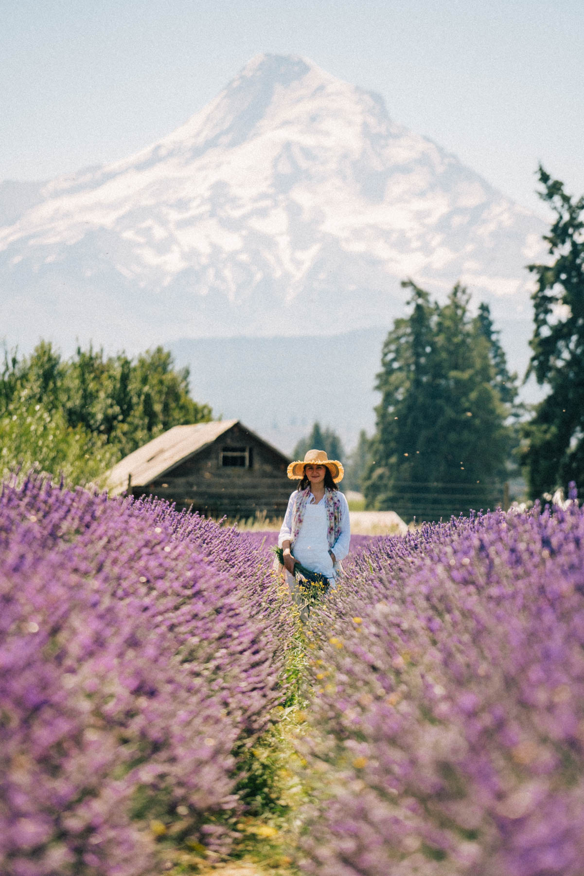 Best Lavender fields Oregon