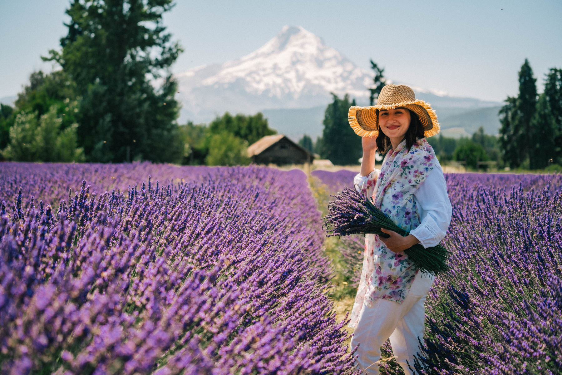  Lavender Valley Oregon
Best lavender fields in Oregon