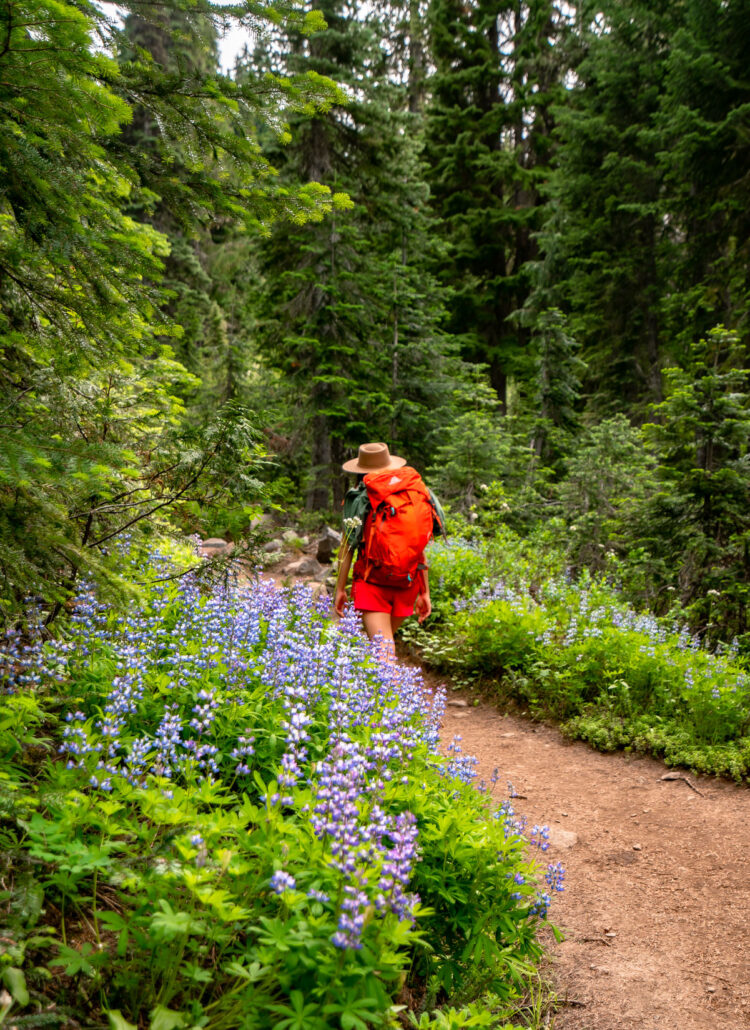 10 EPIC Wildflower Hikes at Mt. Rainier National Park (+Stunning Photos)