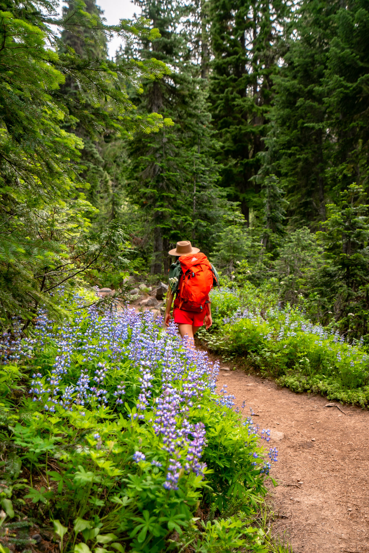 Mt. Rainier National Park wildflowers