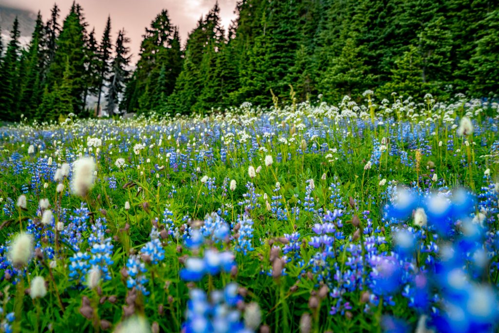 Spray Park wildflowers Mt. Rainier