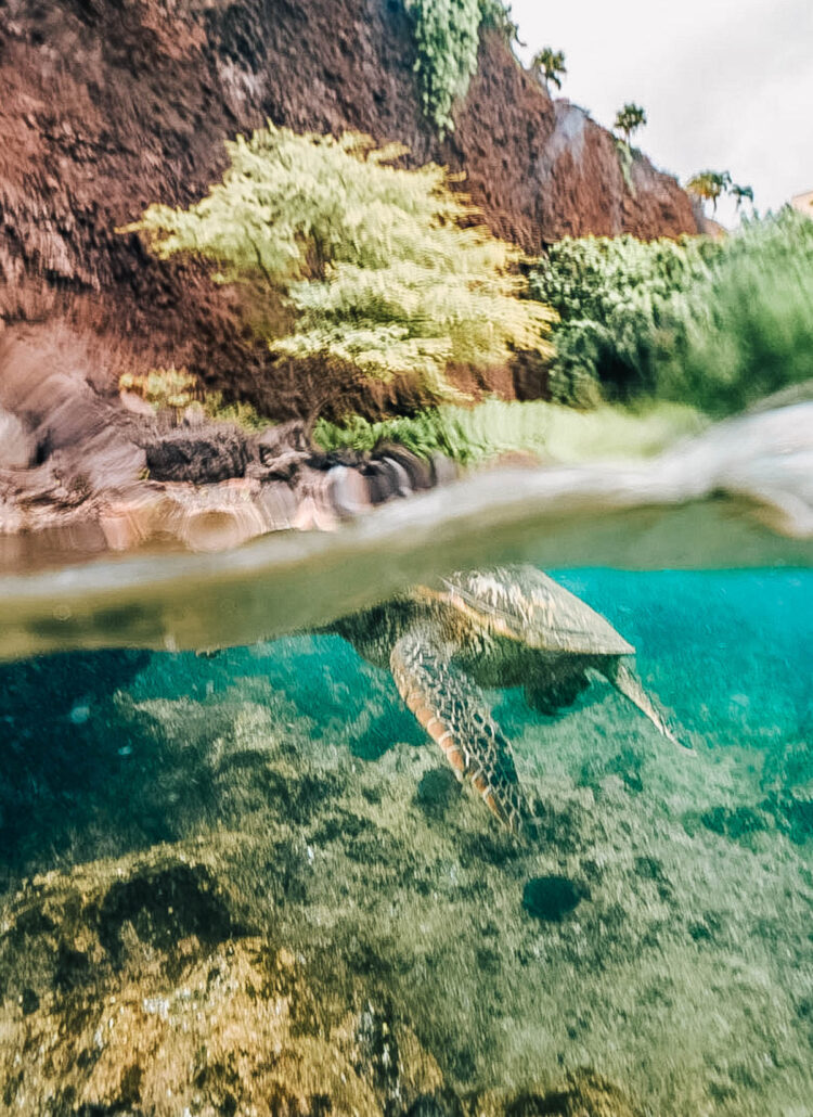 12+ Spots You’re Guaranteed to Find Sea Turtles on Maui