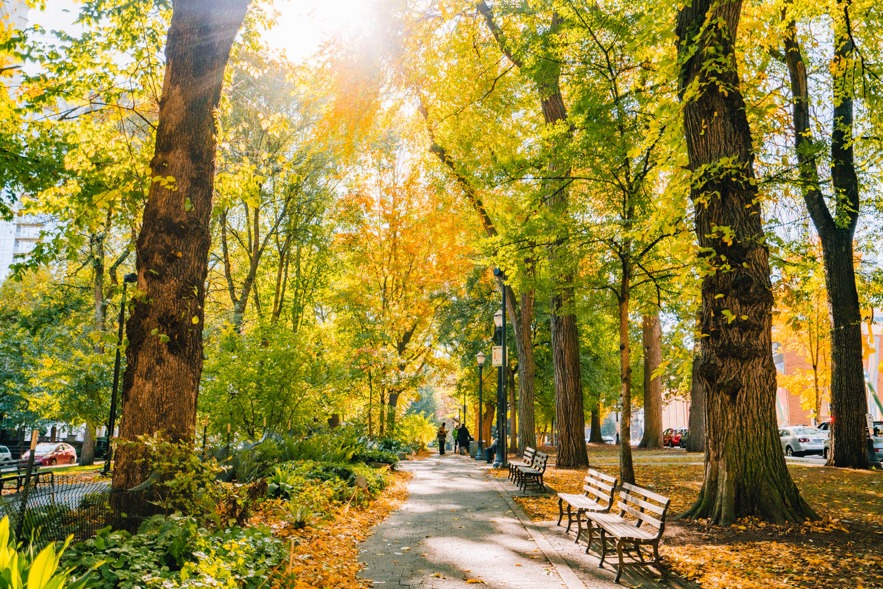 fall color in Portland