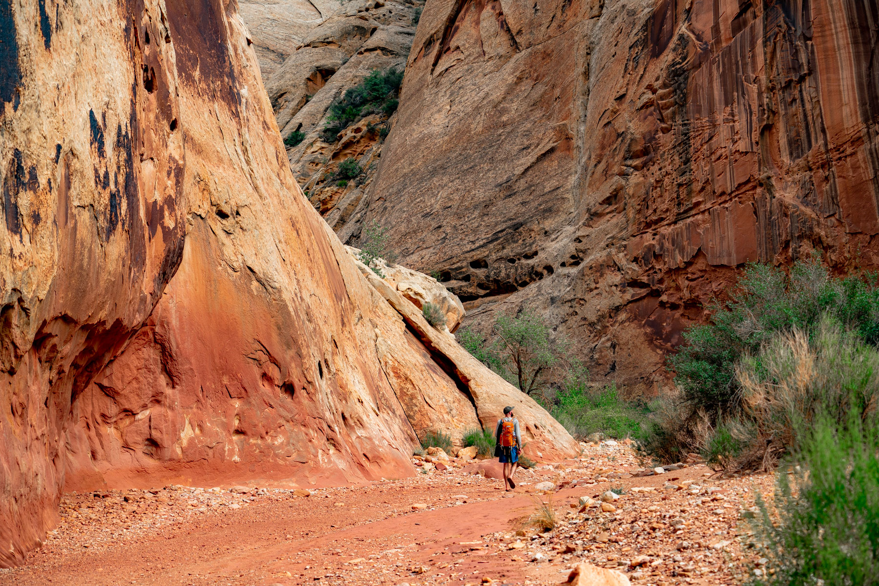best hikes capitol reef national park