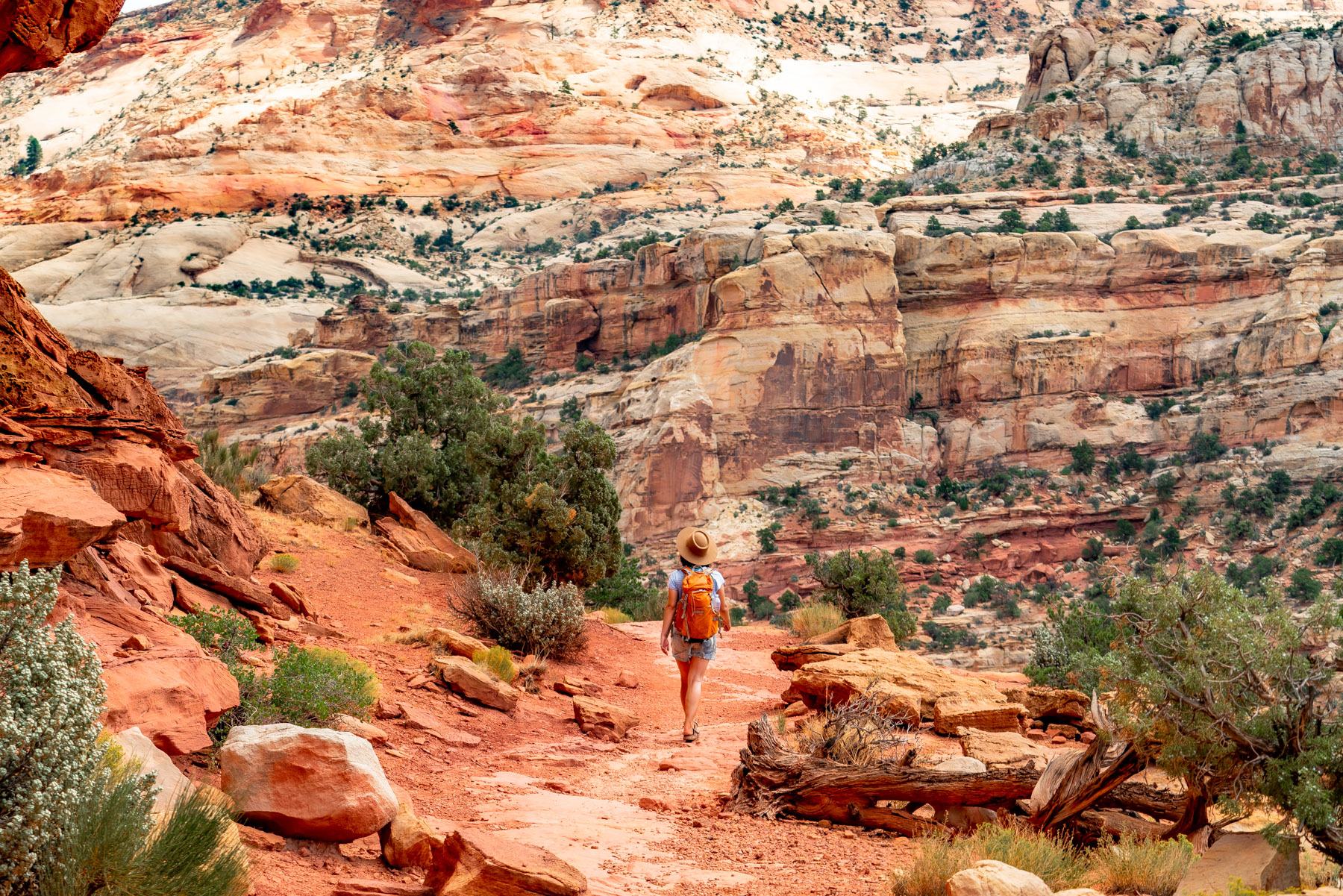 best hikes capitol reef national park
