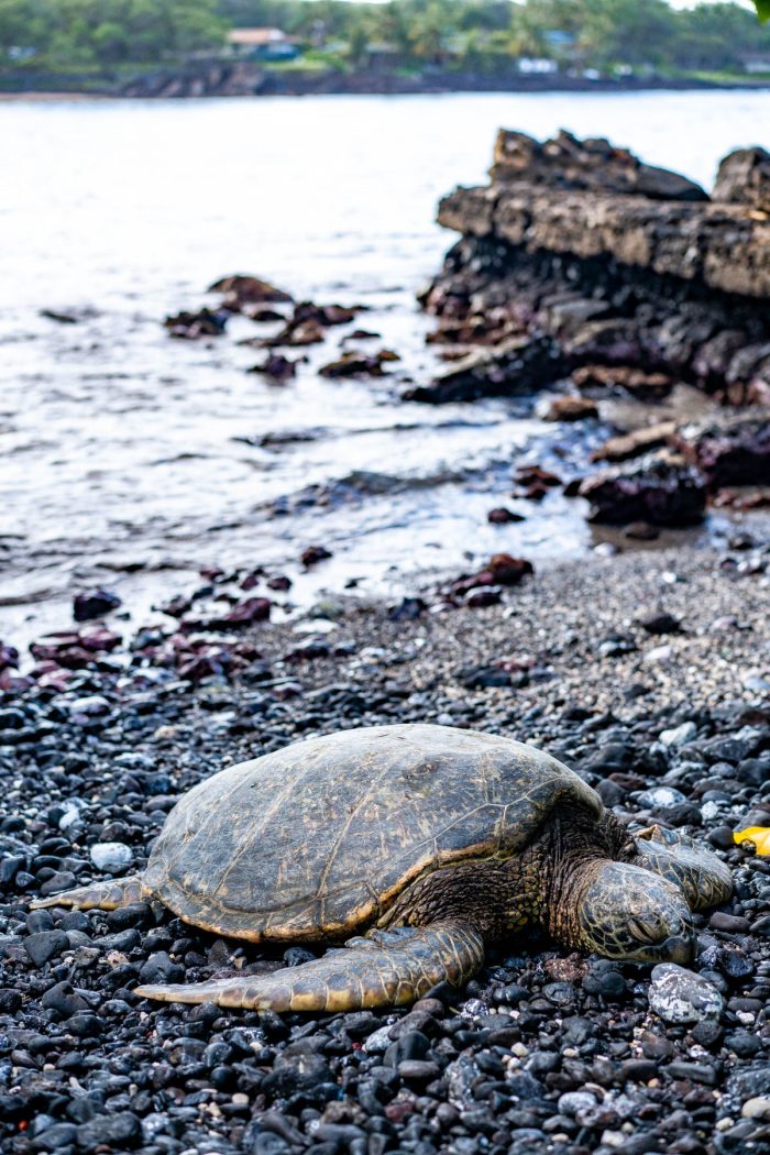 The 10 Best Spots to Find Sea Turtles on Oahu