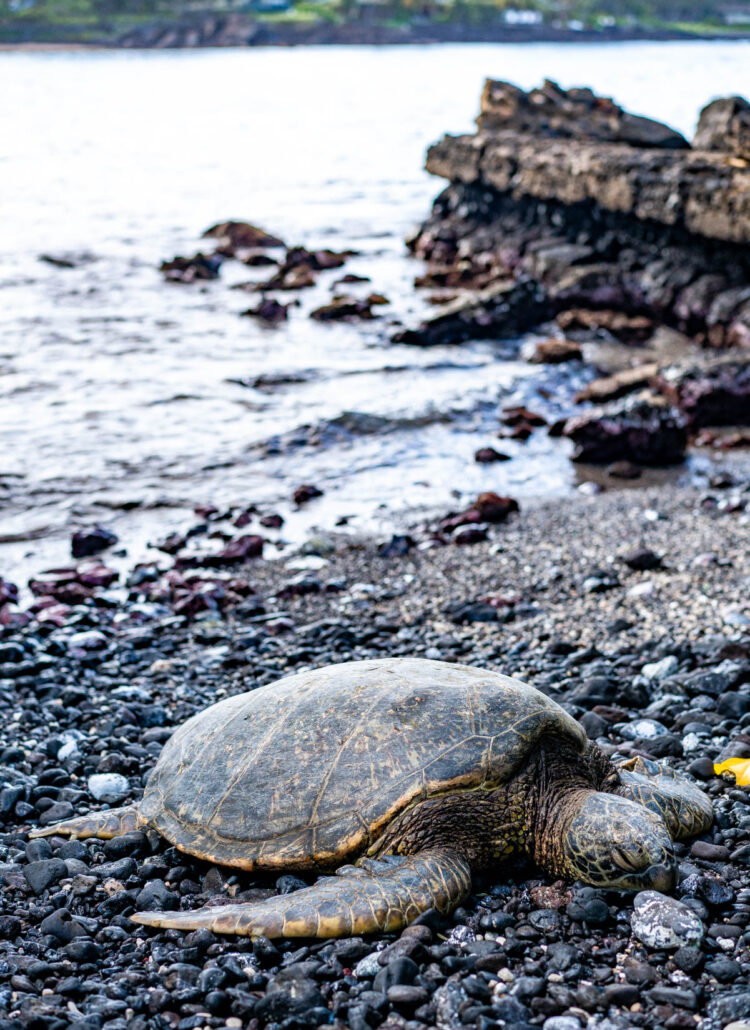 The 10 Best Spots to Find Sea Turtles on Oahu