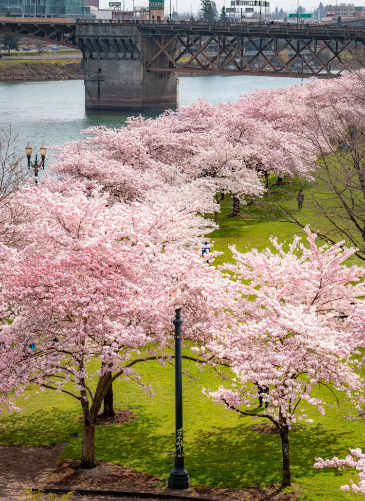 cherry blossom tracker portland oregon