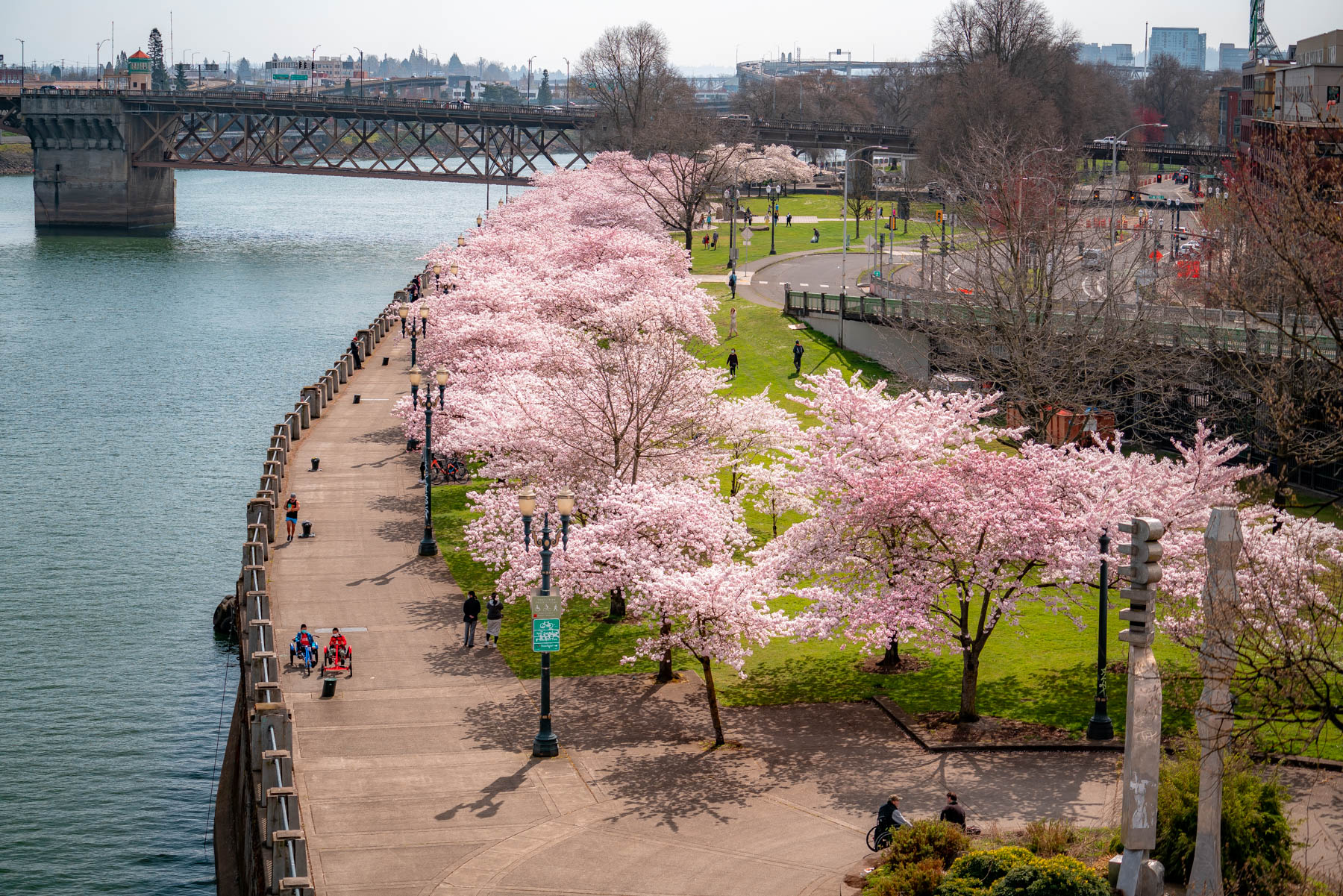 peak bloom cherry blossoms portland oregon
