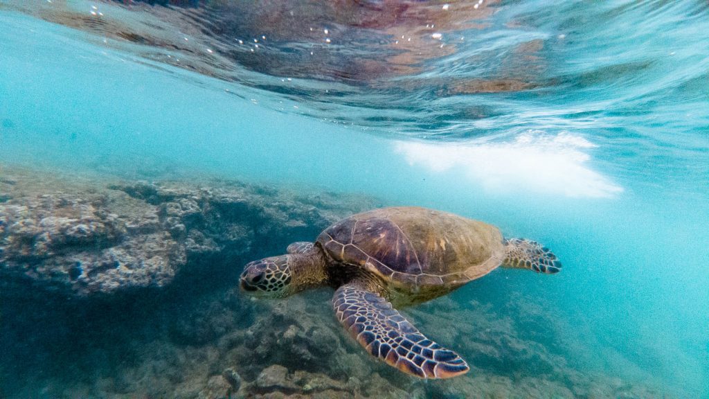best spots sea turtles oahu
