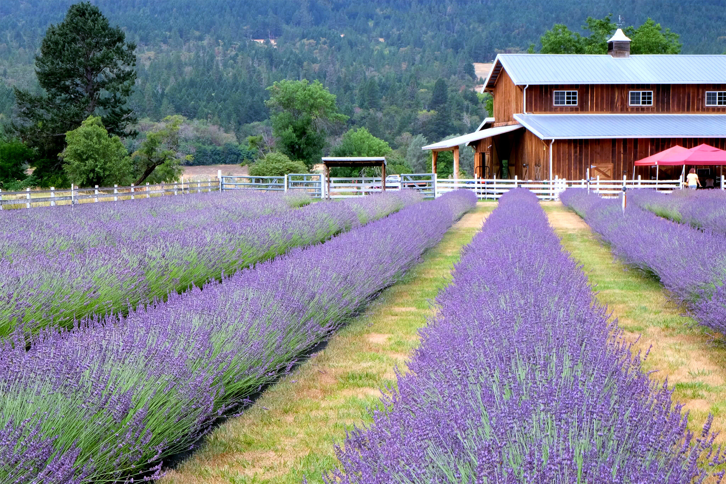 best lavender fields in Oregon