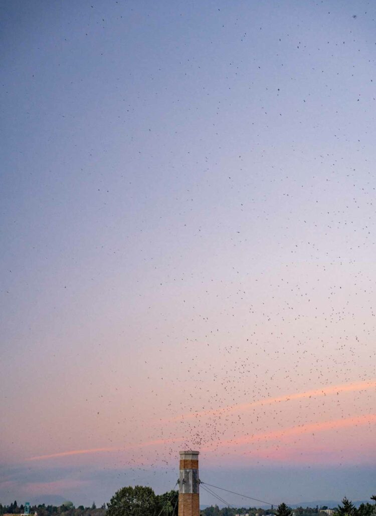 How to See the (Famous) Swifts in Portland