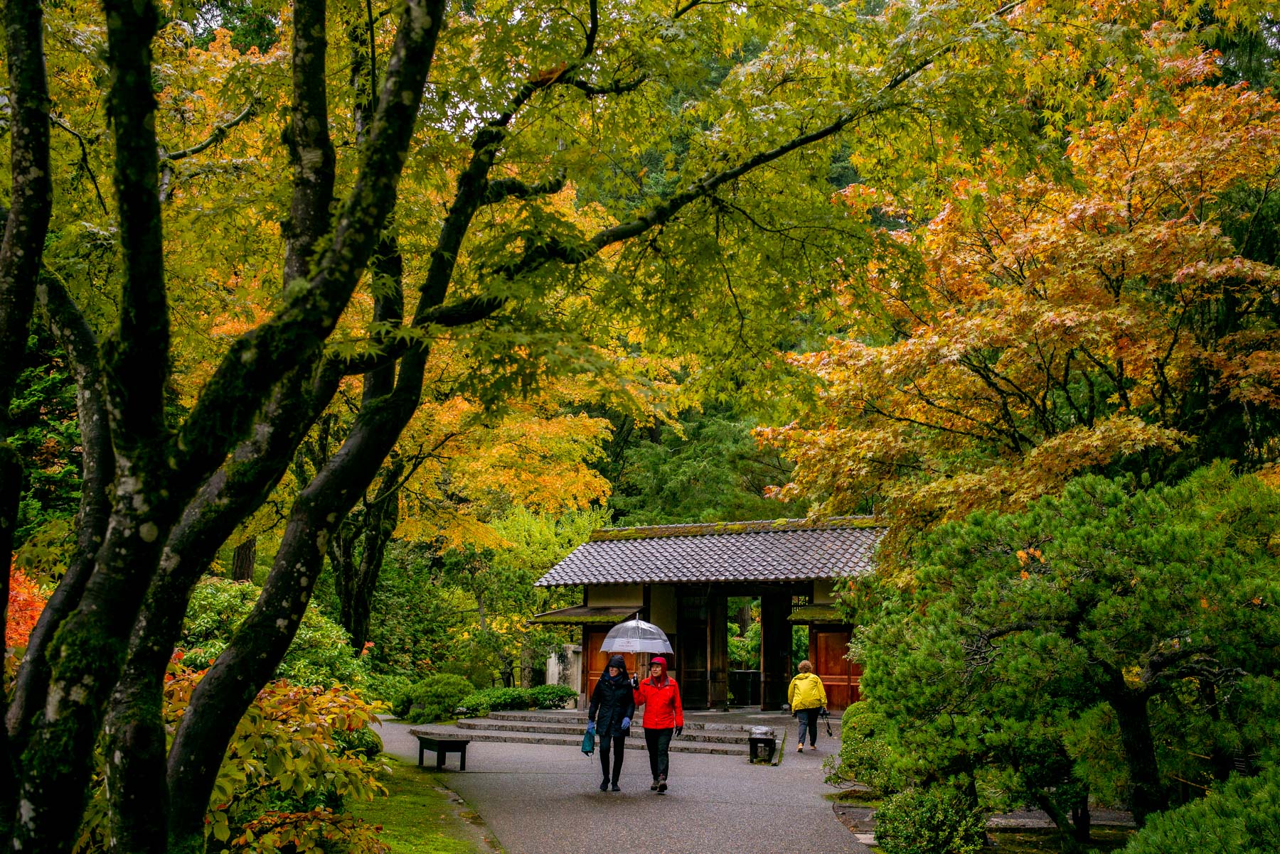 Portland Japanese Garden in the fall