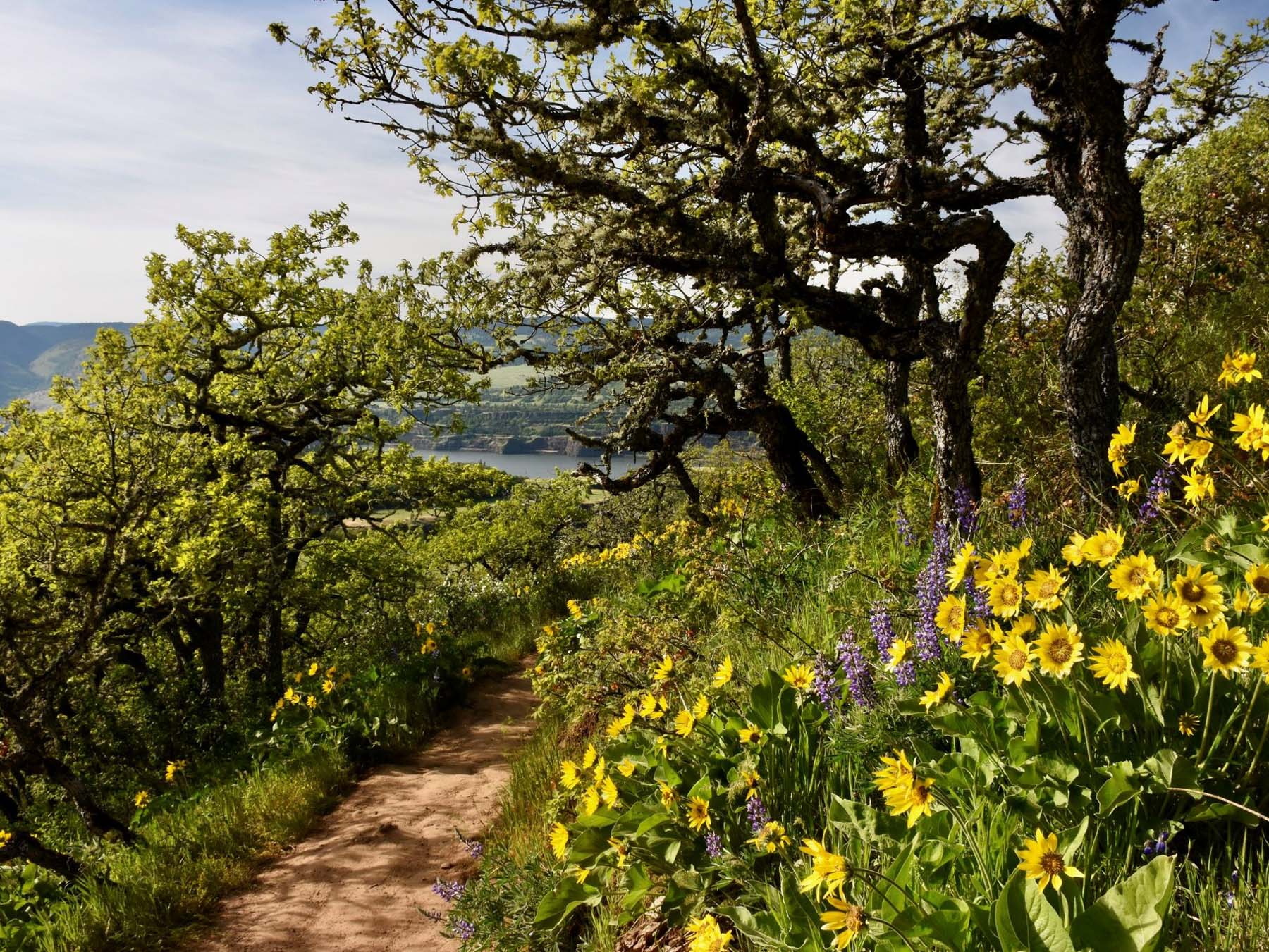 Best wildflower Hikes Columbia River Gorge

easy hikes Columbia Gorge