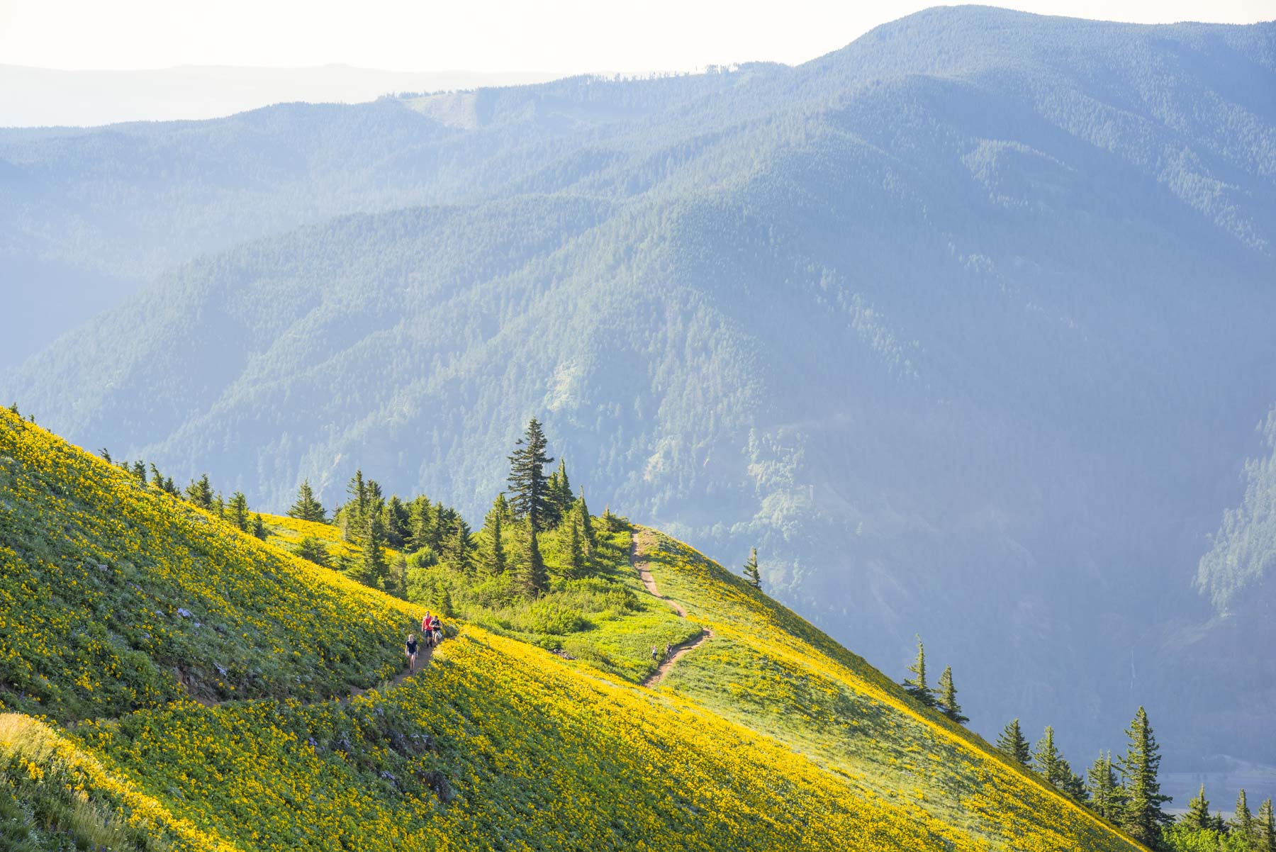 Best Wildflower Hikes Columbia Gorge 
