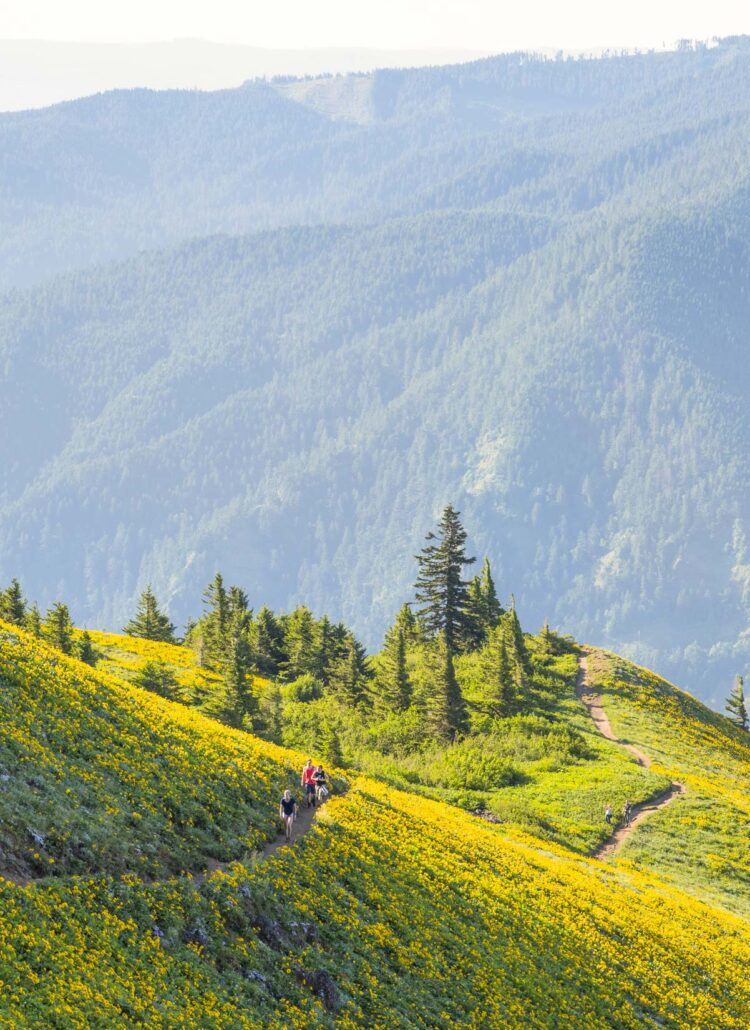 Best Wildflower Hikes Columbia Gorge