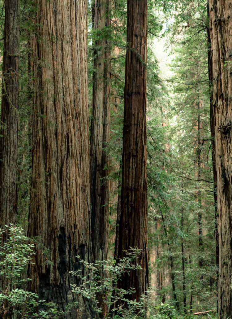 3 Scenic Spots to See Redwoods in Oregon (Local’s Guide)