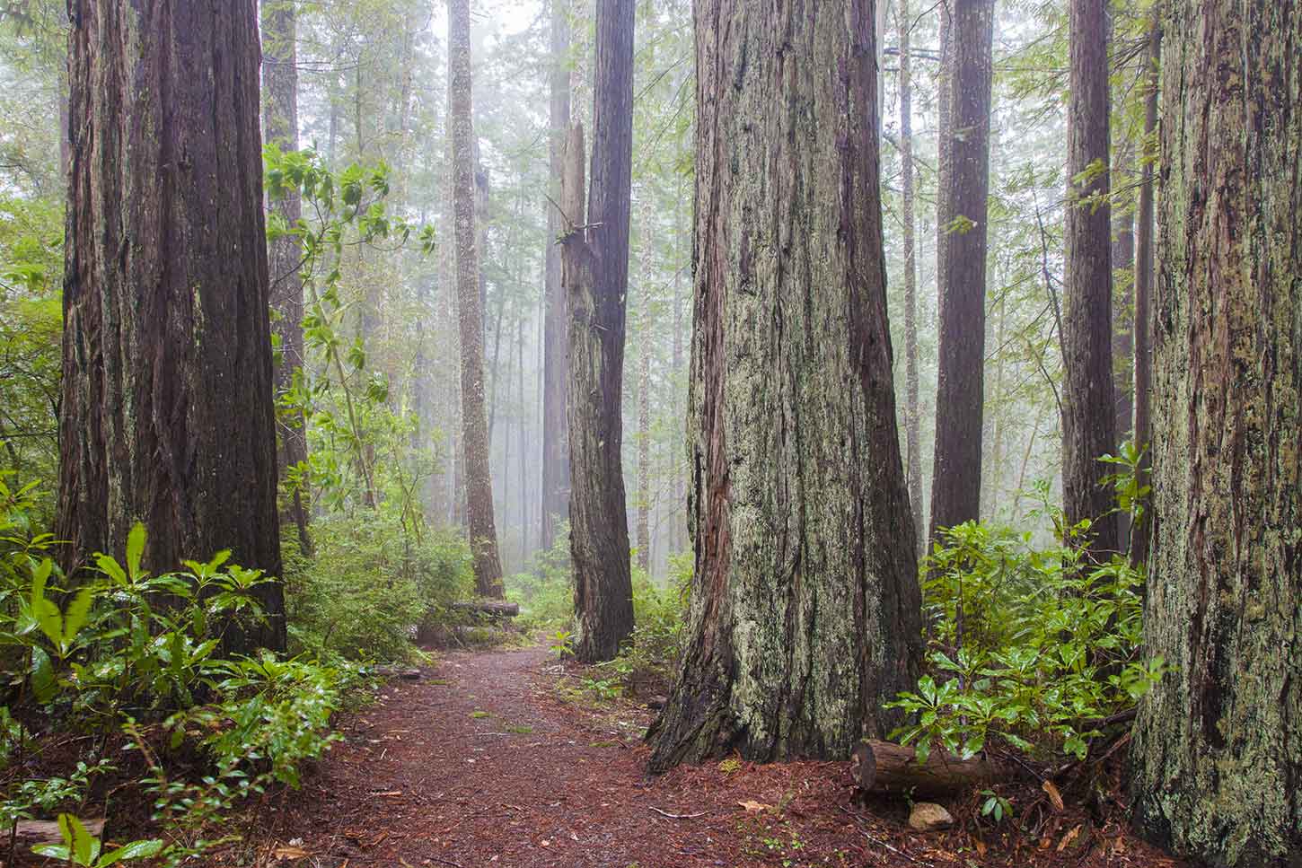 Redwoods Oregon