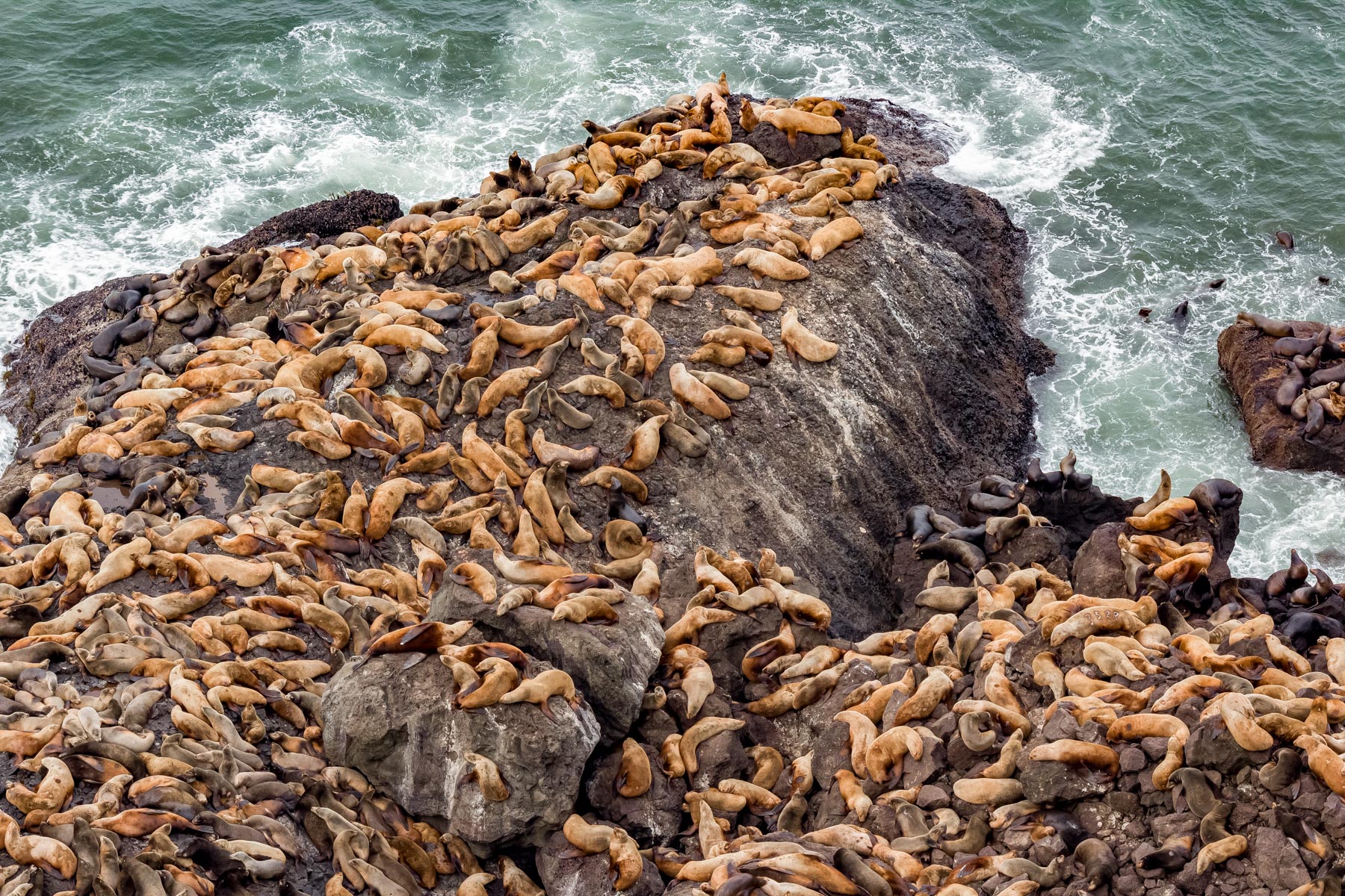 where to see sea lions at the Oregon Coast