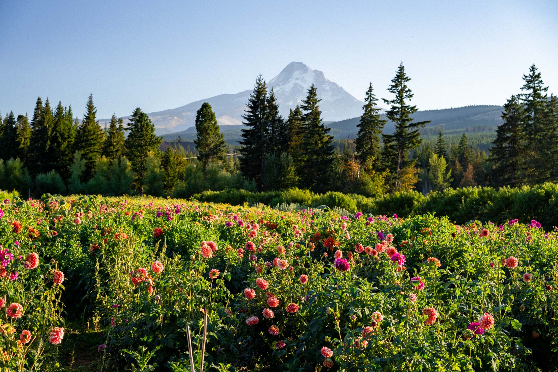 dahlia farms near Portland, Where to live in Oregon