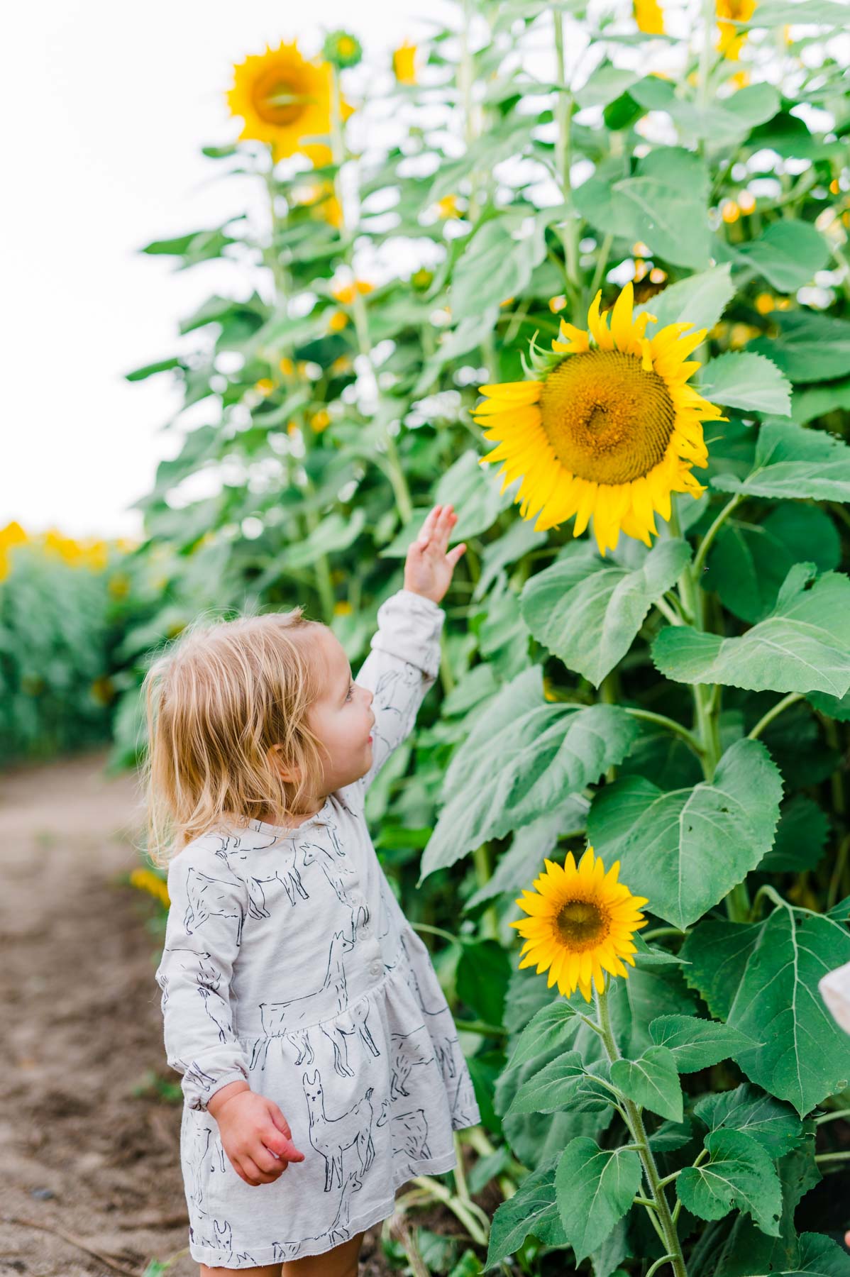 best sunflower fields near Portland