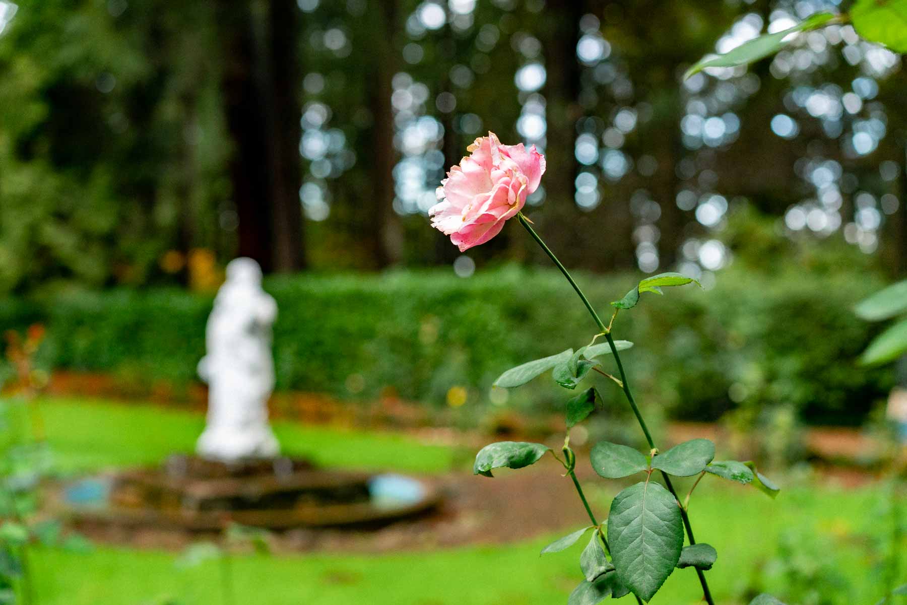 The rose garden at The Grotto in Portland