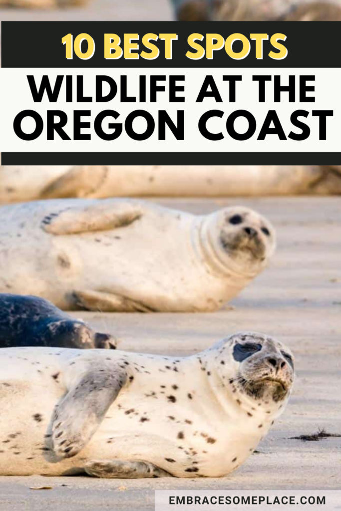 Oregon Coast Wildlife