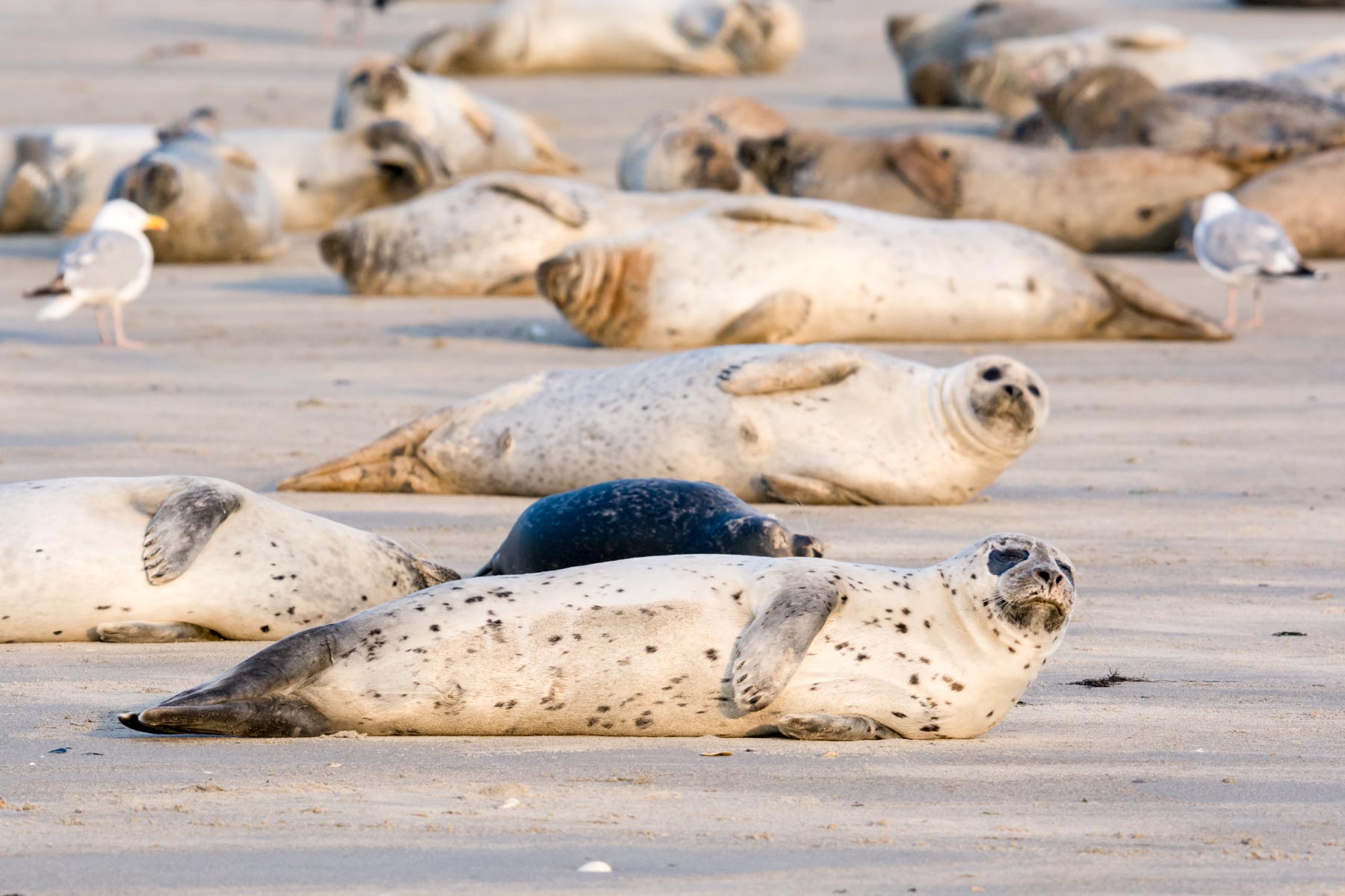 Where to see seals at the Oregon coast
Oregon coast seals