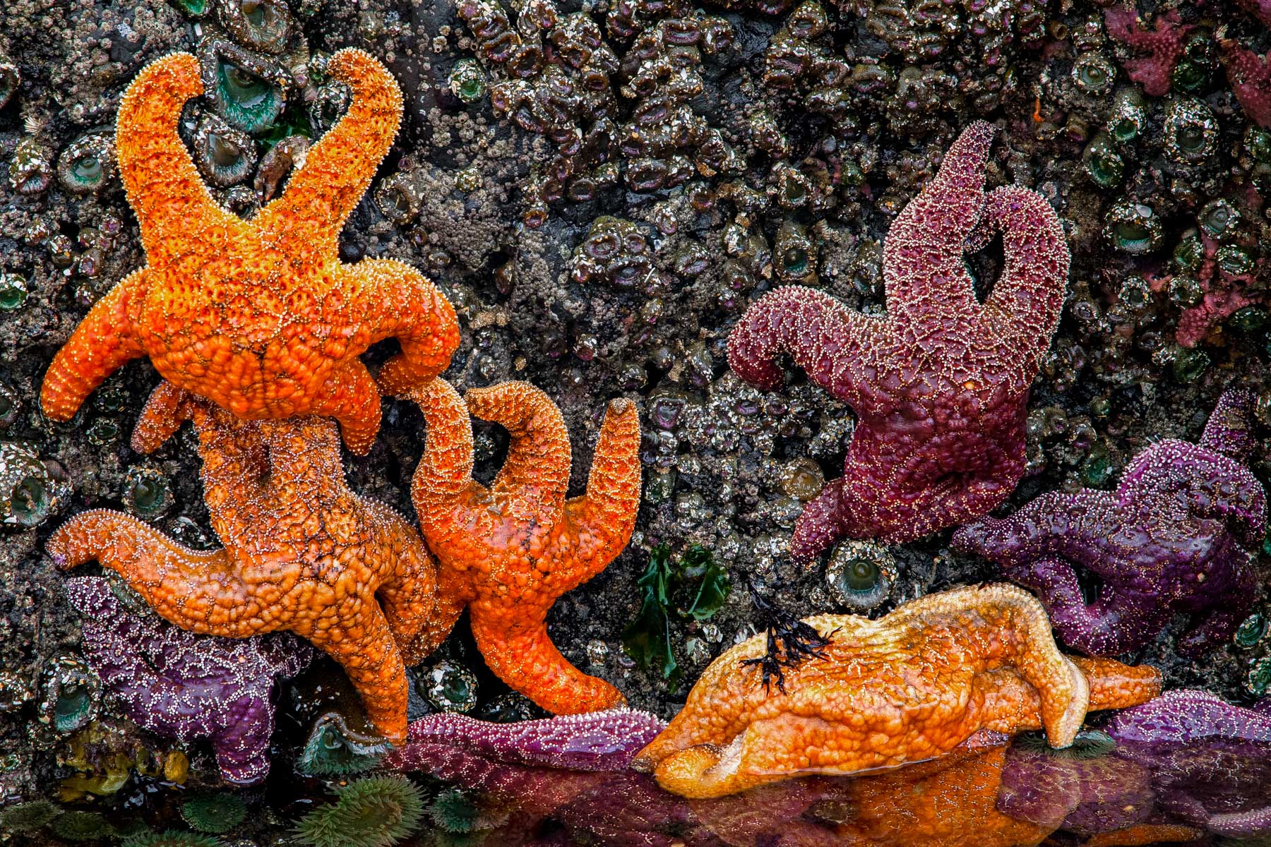 where to find starfish at Oregon coast