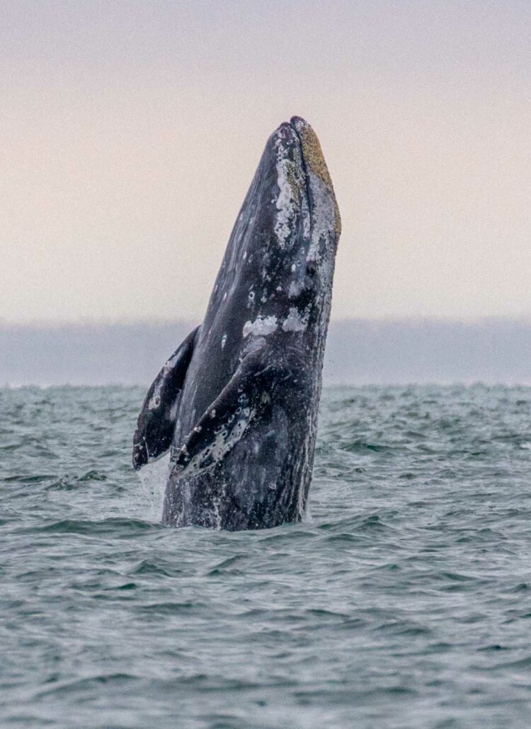 A (Very) Helpful Guide to Whale Watching at the Oregon Coast